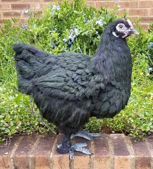 LF Standing Black Hen Art Doll