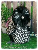 Silver laced Polish