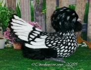 Silver laced Polish